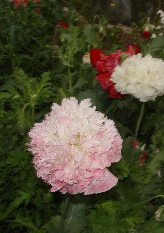 Lovely Flower