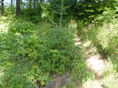 DSC00453